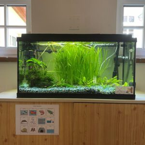 Ein Aquarium für unsere Kita
