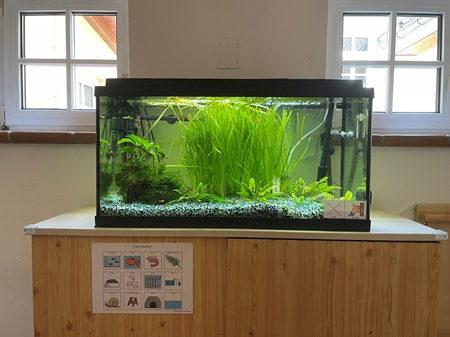 Du betrachtest gerade Ein Aquarium für unsere Kita